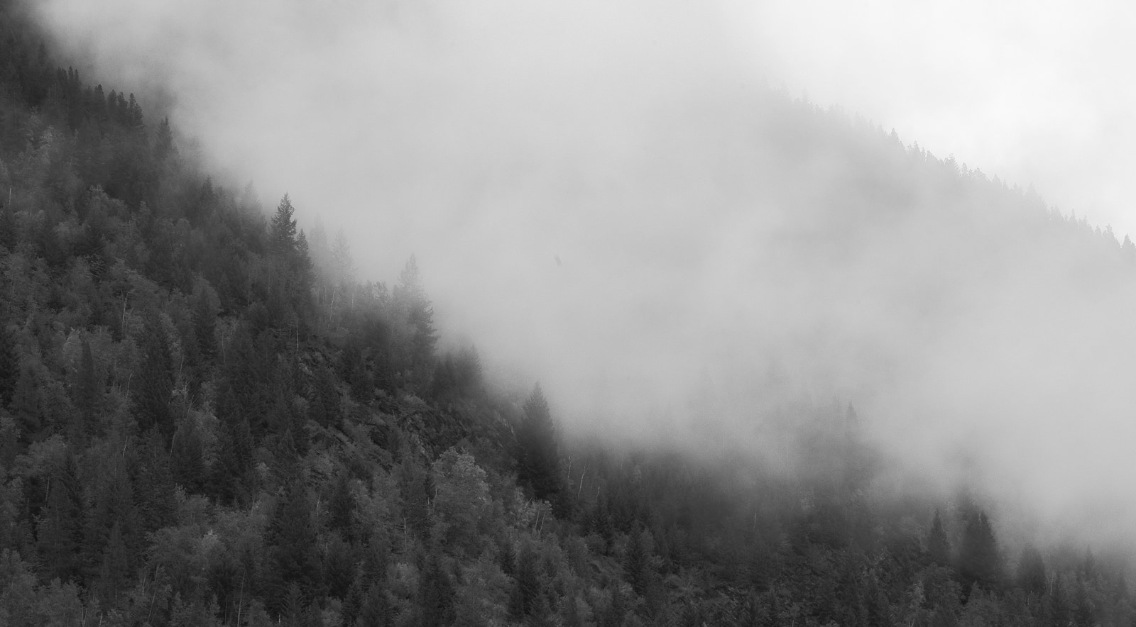 A dense forest shrouded in mist, with trees rising into a hazy atmosphere.