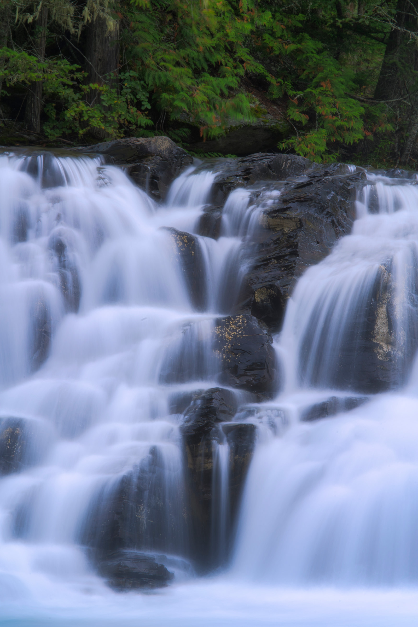 Rapid water cascades over dark rocks in a lush forest setting.