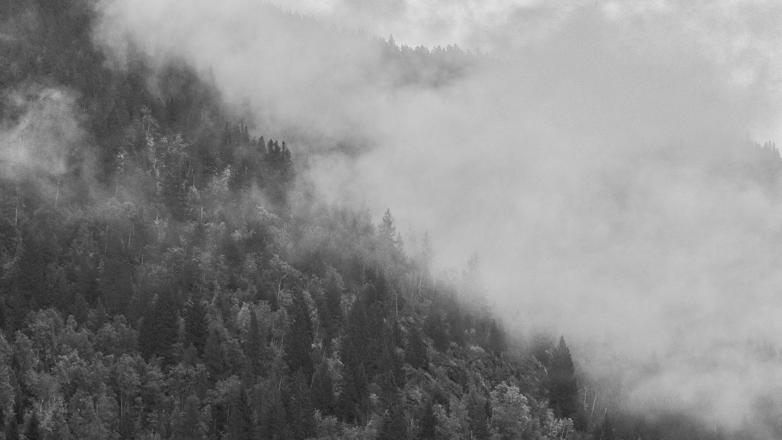 A dense forest rises steeply into misty fog, with trees partially obscured by low-lying clouds.