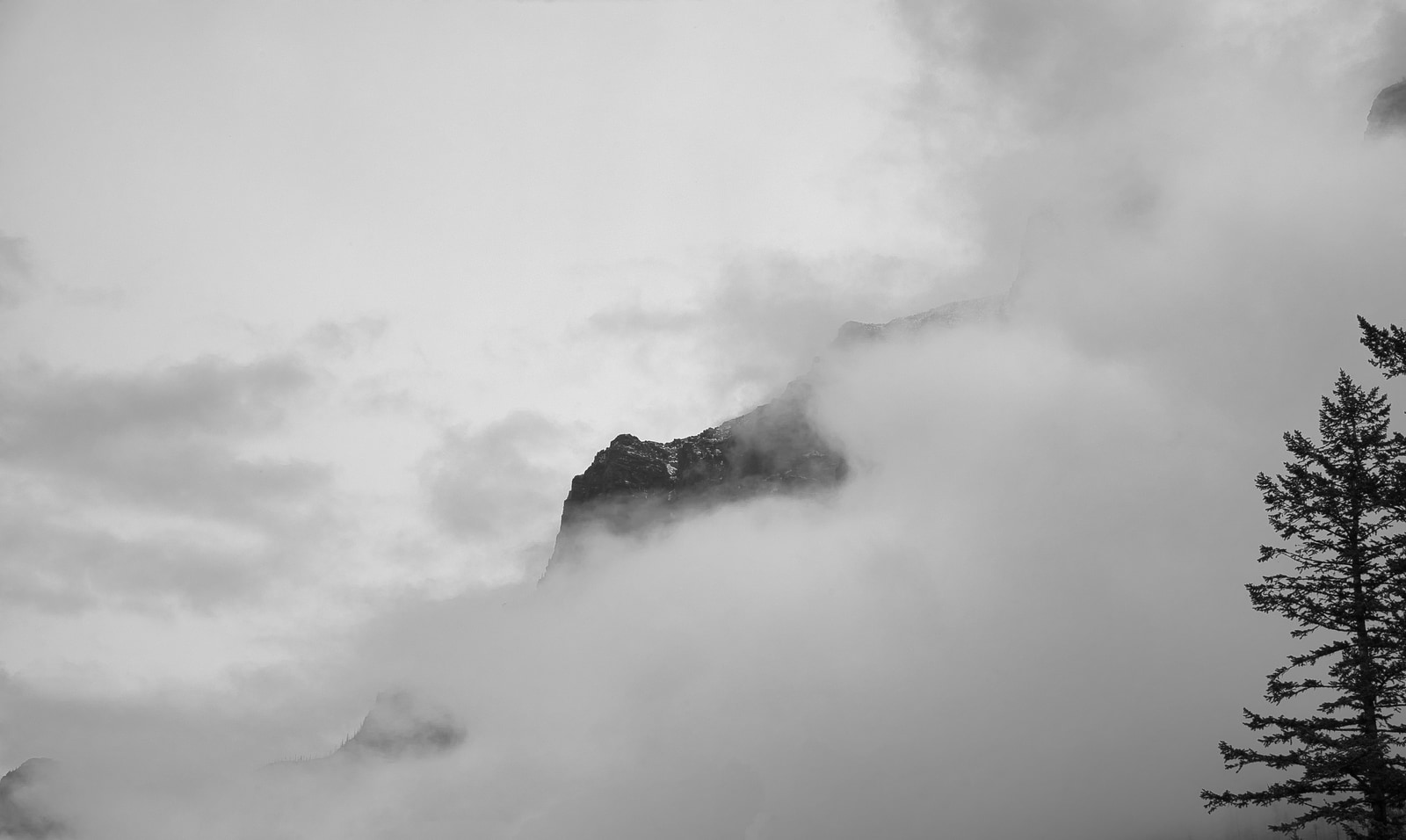 A mountain peak rises through dense fog, with a solitary pine tree visible in the foreground.