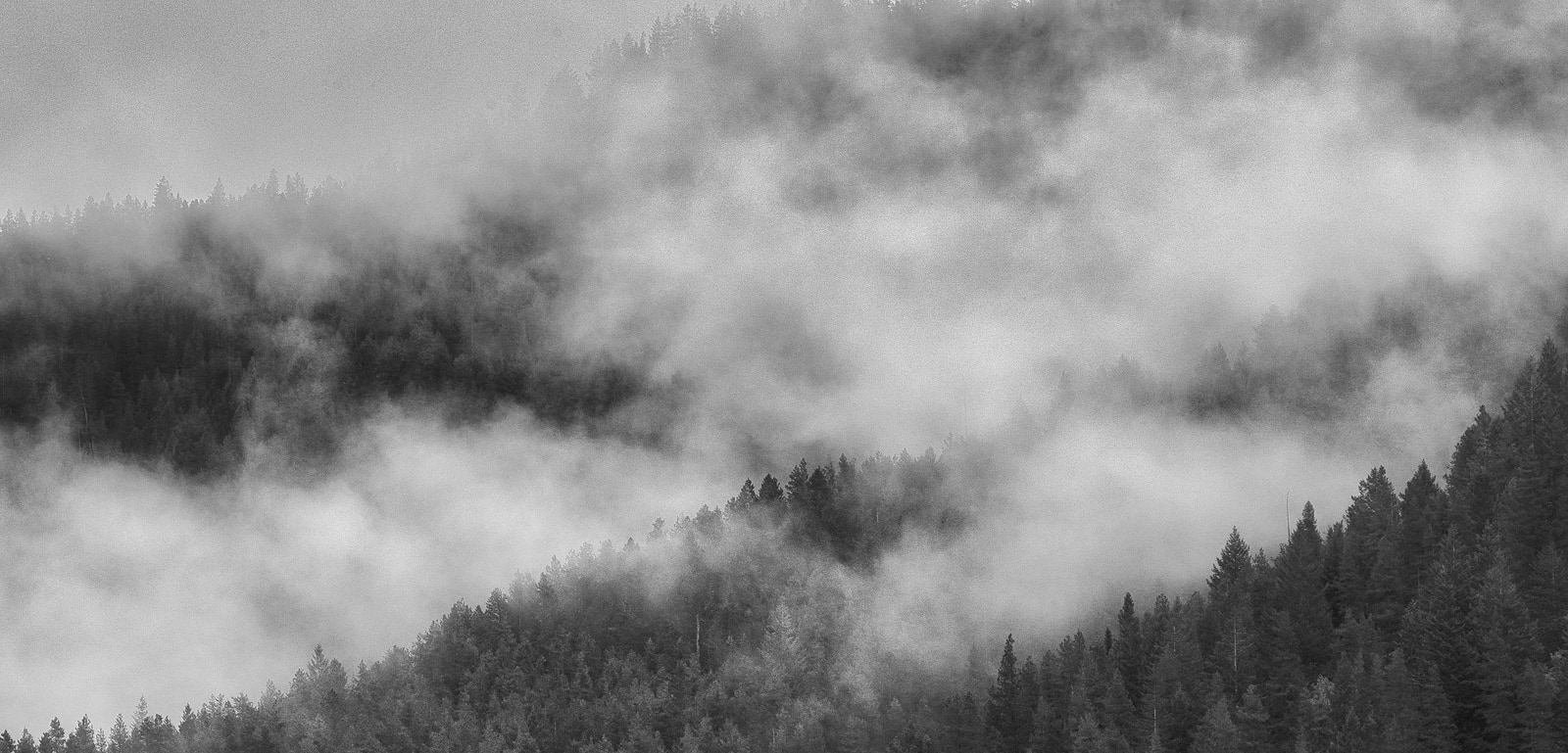 Dense forest canopy shrouded in misty fog