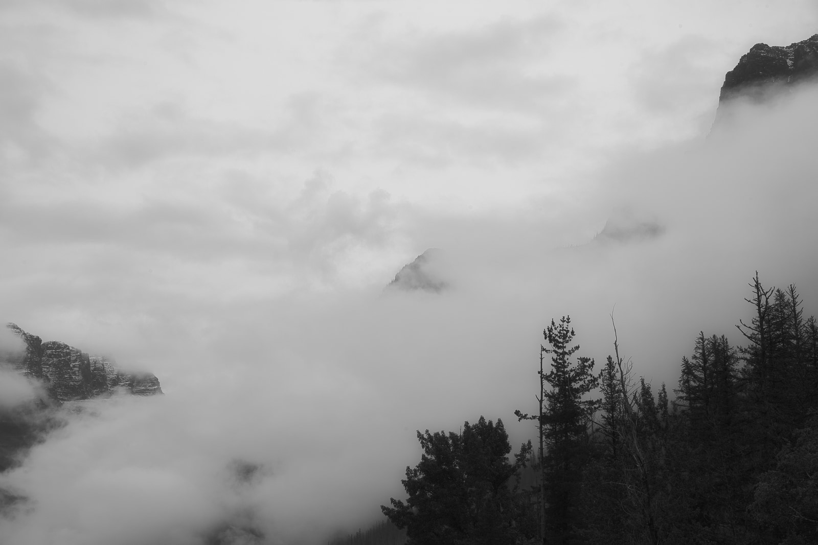 Misty fog blankets a mountain range with coniferous trees in the foreground.